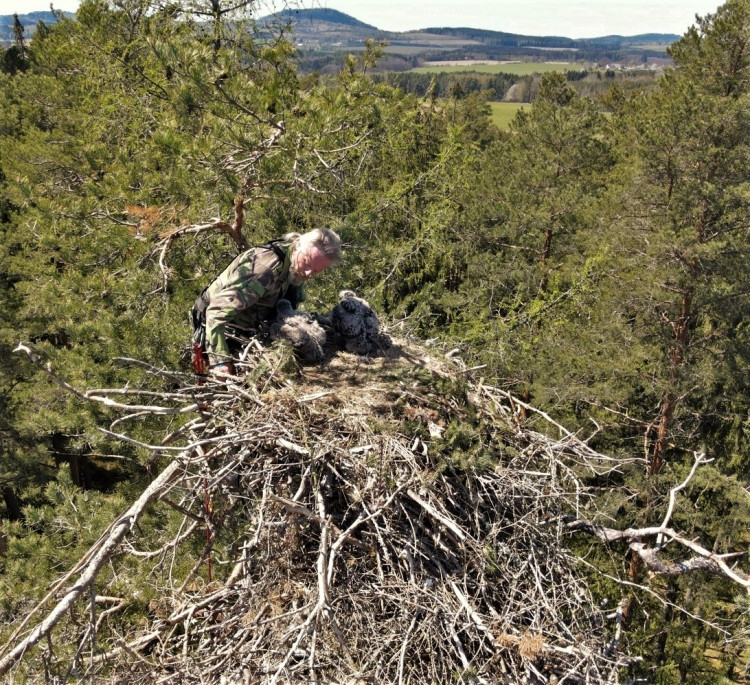 FOTOGALERIE: Kontrola hnízd orlů mořských