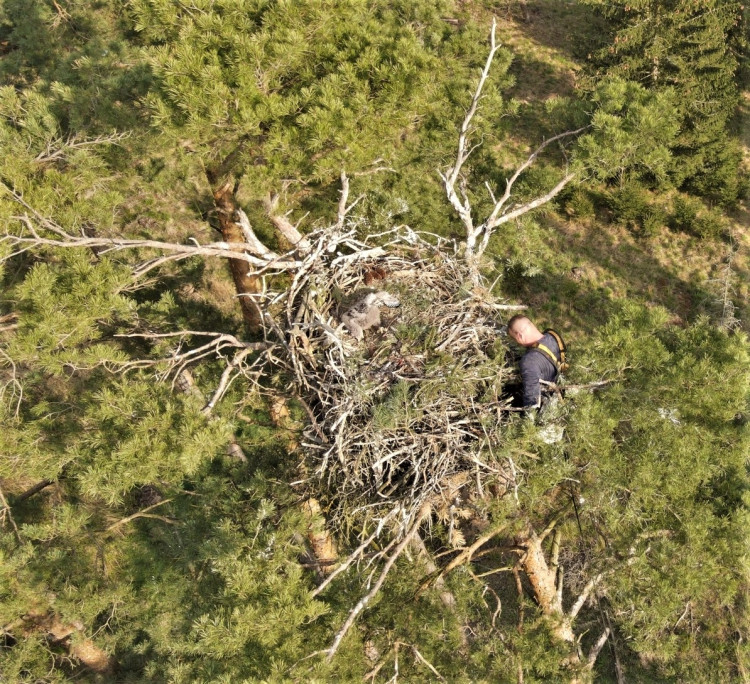 FOTOGALERIE: Kontrola hnízd orlů mořských
