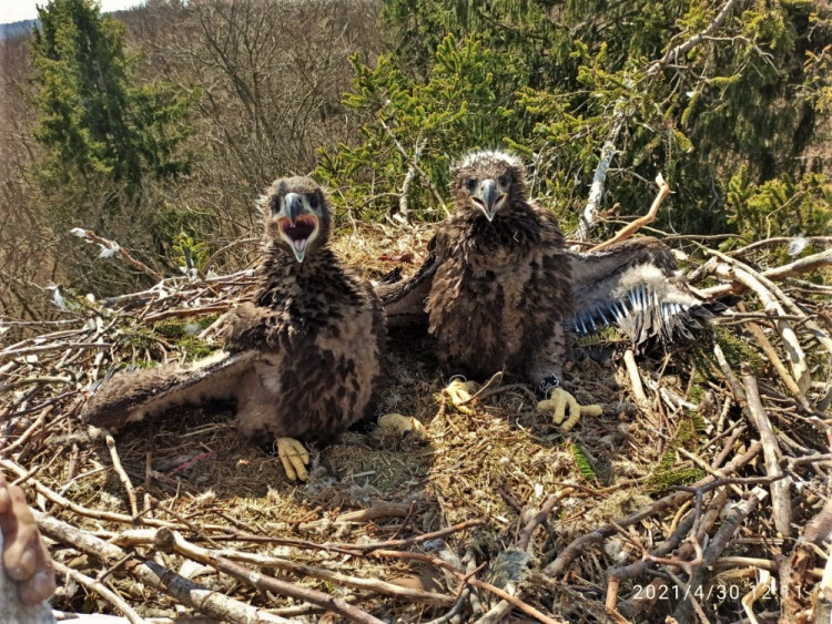 FOTOGALERIE: Kontrola hnízd orlů mořských