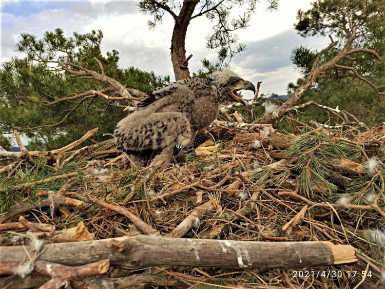 FOTOGALERIE: Kontrola hnízd orlů mořských