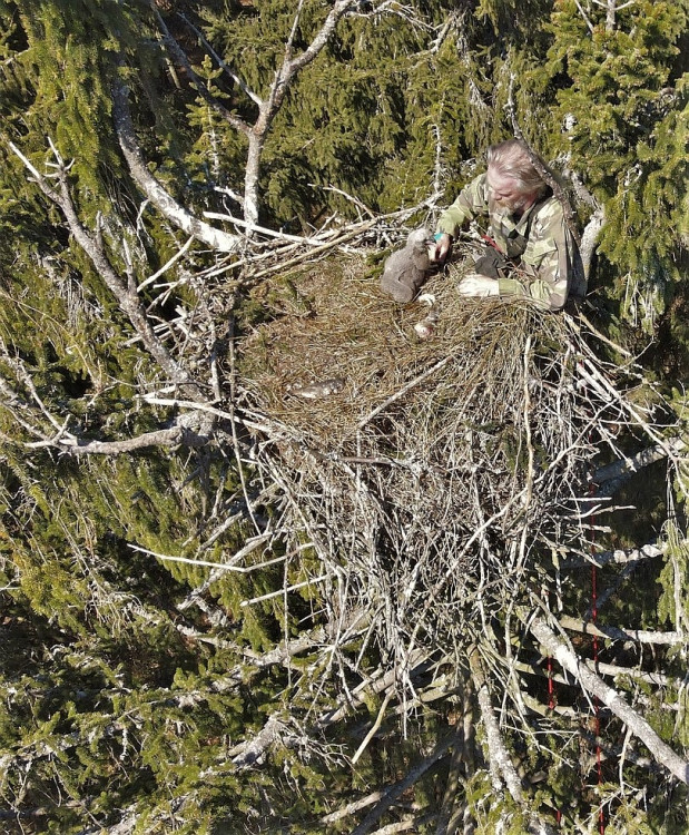 FOTOGALERIE: Kontrola hnízd orlů mořských