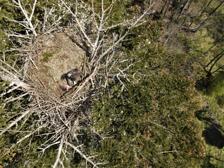 FOTOGALERIE: Kontrola hnízd orlů mořských