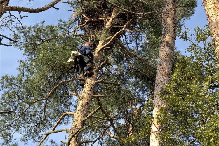FOTOGALERIE: Kontrola hnízd orlů mořských
