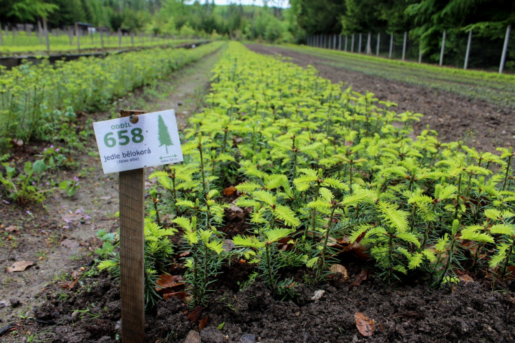 Lesní školka v Jihlavě