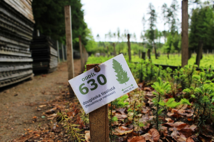 Lesní školka v Jihlavě