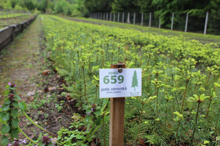 Lesní školka v Jihlavě