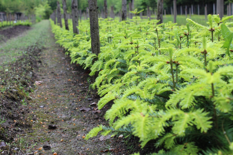 Lesní školka v Jihlavě