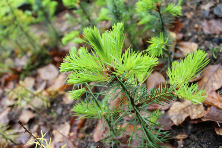 Lesní školka v Jihlavě