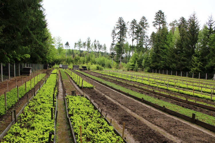 Lesní školka v Jihlavě