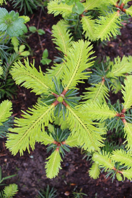 Lesní školka v Jihlavě