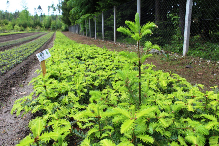 Lesní školka v Jihlavě
