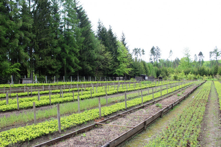 Lesní školka v Jihlavě