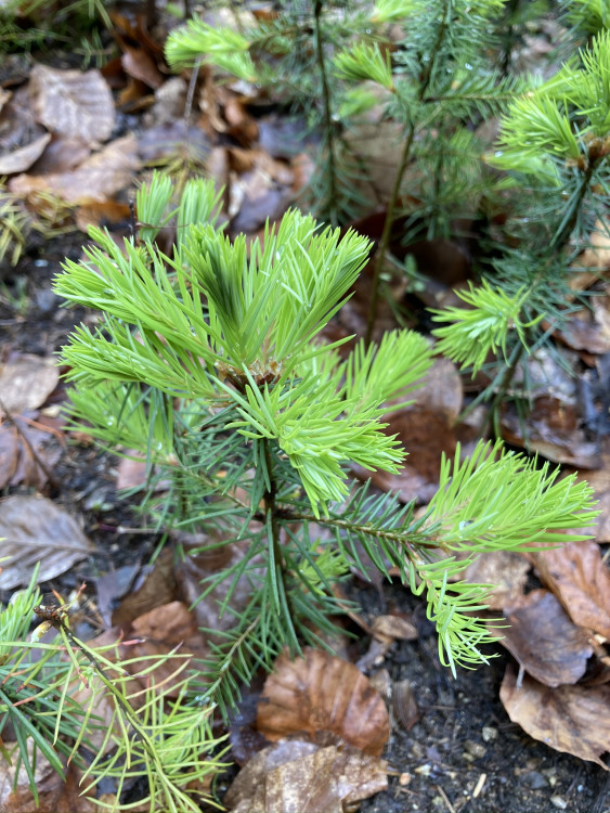 Lesní školka v Jihlavě