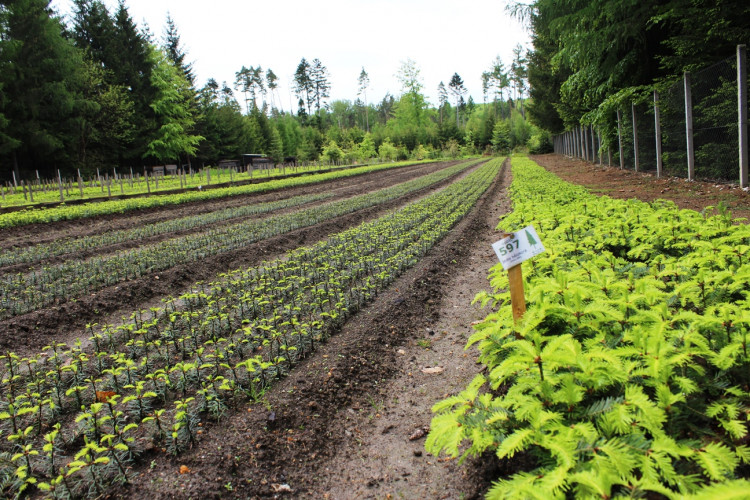 Lesní školka v Jihlavě