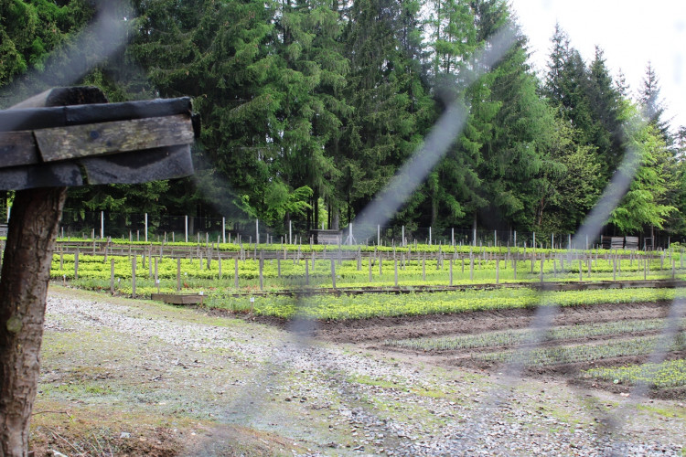 Lesní školka v Jihlavě