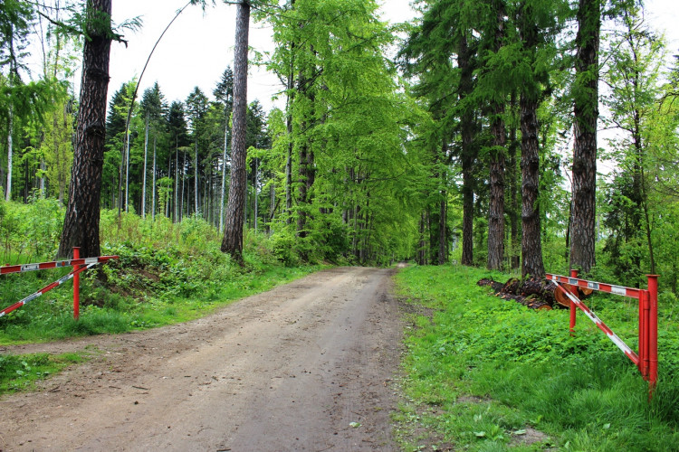 Lesní školka v Jihlavě