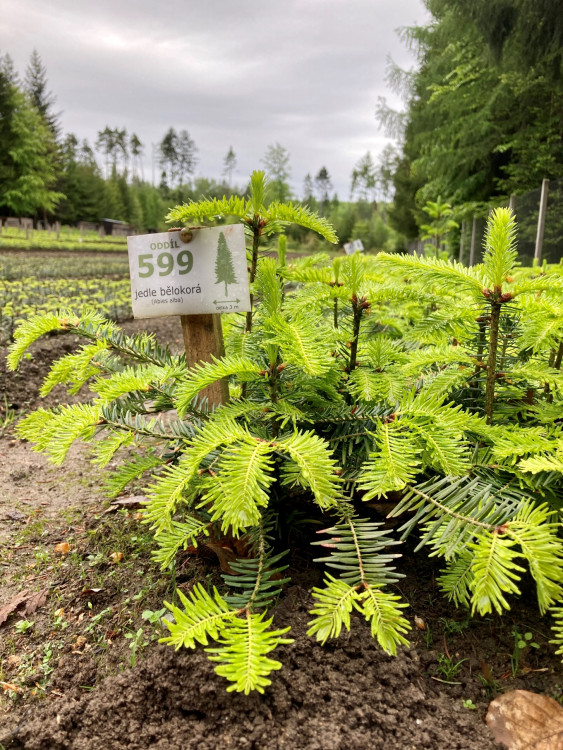 Lesní školka v Jihlavě