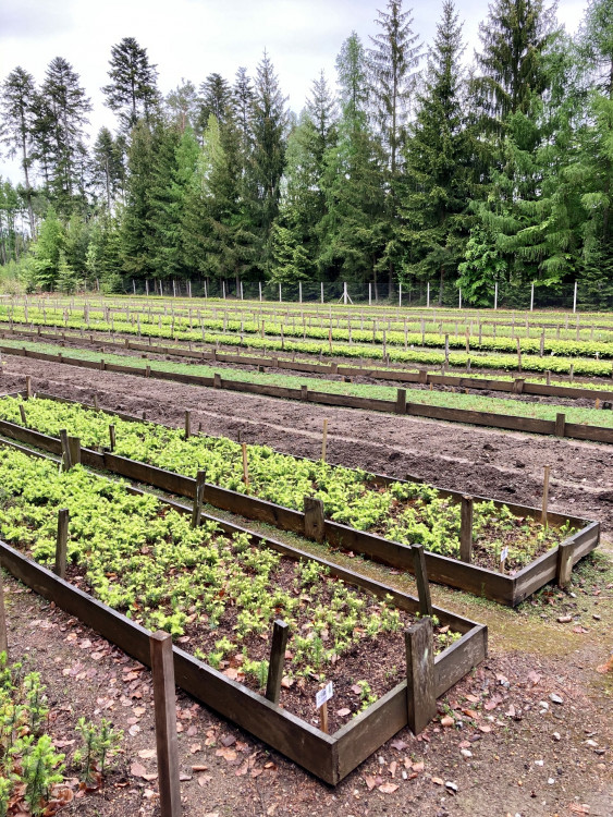 Lesní školka v Jihlavě