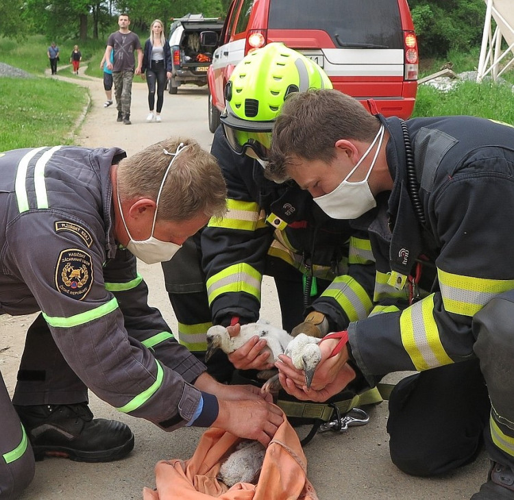FOTOGALERIE: Záchrana čápů a kroužkování