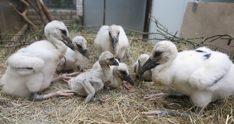 FOTOGALERIE: Záchrana čápů a kroužkování