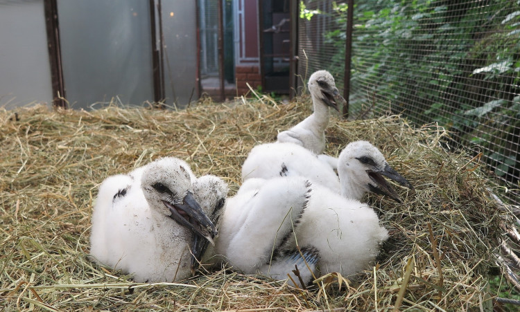 FOTOGALERIE: Záchrana čápů a kroužkování