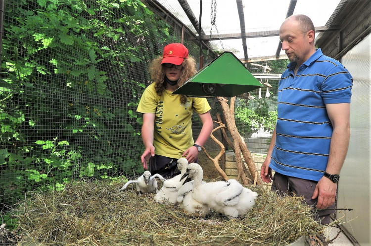 FOTOGALERIE: Záchrana čápů a kroužkování