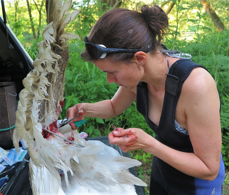 FOTOGALERIE: Operace labutího samce