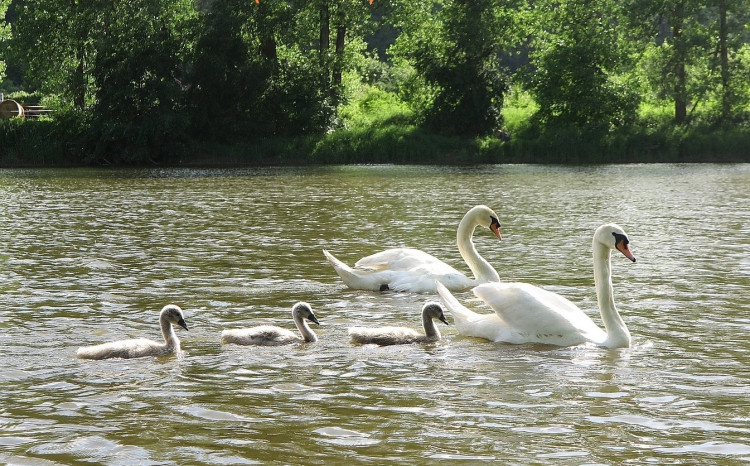 FOTOGALERIE: Operace labutího samce