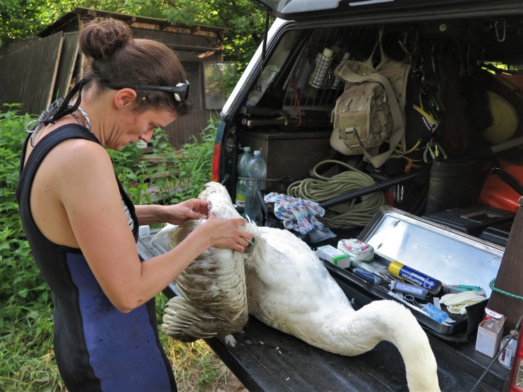 FOTOGALERIE: Operace labutího samce