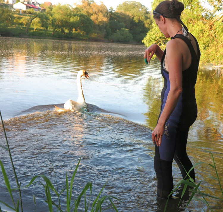 FOTOGALERIE: Operace labutího samce