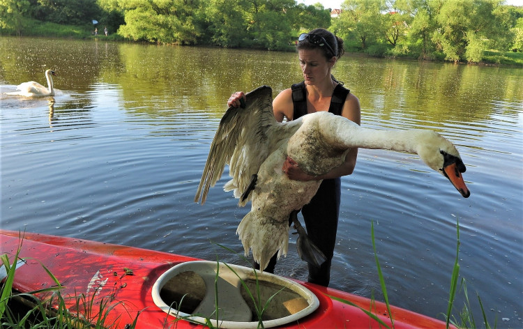 FOTOGALERIE: Operace labutího samce