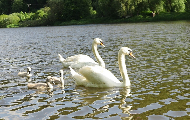 FOTOGALERIE: Operace labutího samce