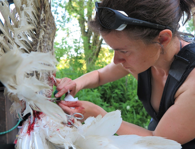 FOTOGALERIE: Operace labutího samce