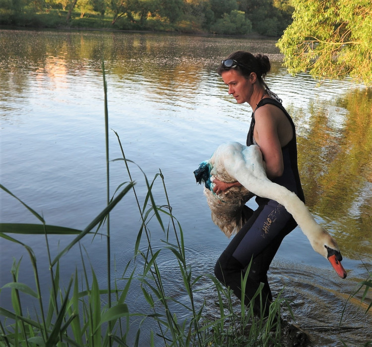 FOTOGALERIE: Operace labutího samce