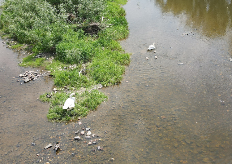 FOTOGALERIE: Operace labutího samce
