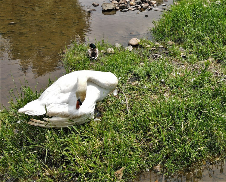 FOTOGALERIE: Operace labutího samce