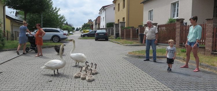 FOTOGALERIE: Labutí putování od Boleváku k Berounce
