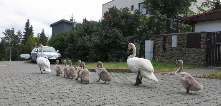 FOTOGALERIE: Labutí putování od Boleváku k Berounce