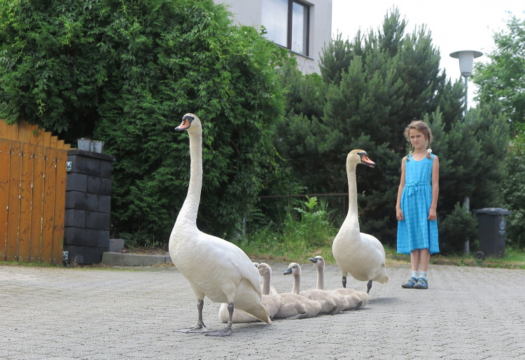 FOTOGALERIE: Labutí putování od Boleváku k Berounce