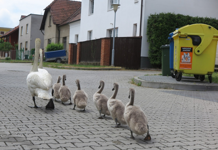 FOTOGALERIE: Labutí putování od Boleváku k Berounce