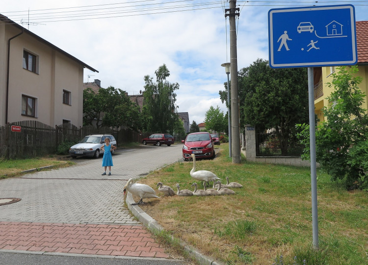 FOTOGALERIE: Labutí putování od Boleváku k Berounce