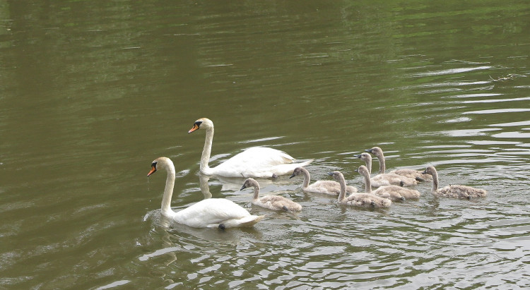FOTOGALERIE: Labutí putování od Boleváku k Berounce