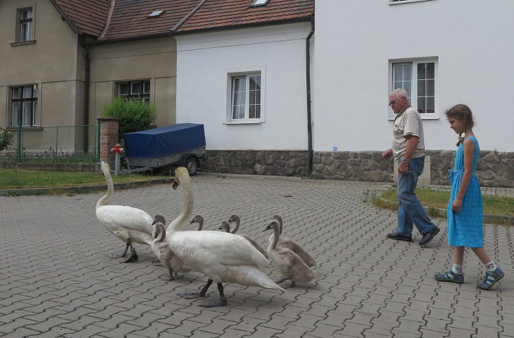 FOTOGALERIE: Labutí putování od Boleváku k Berounce