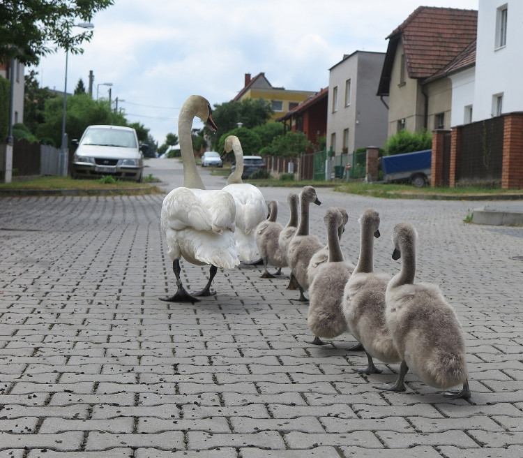 FOTOGALERIE: Labutí putování od Boleváku k Berounce