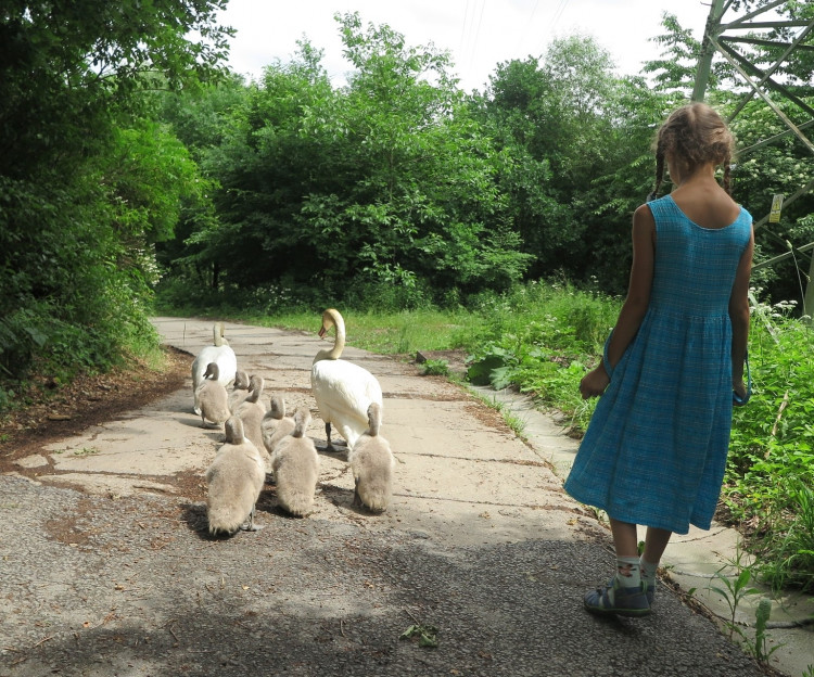 FOTOGALERIE: Labutí putování od Boleváku k Berounce