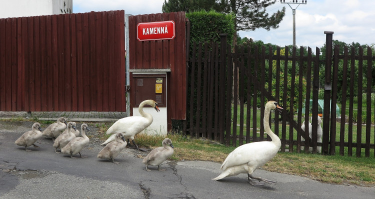 FOTOGALERIE: Labutí putování od Boleváku k Berounce