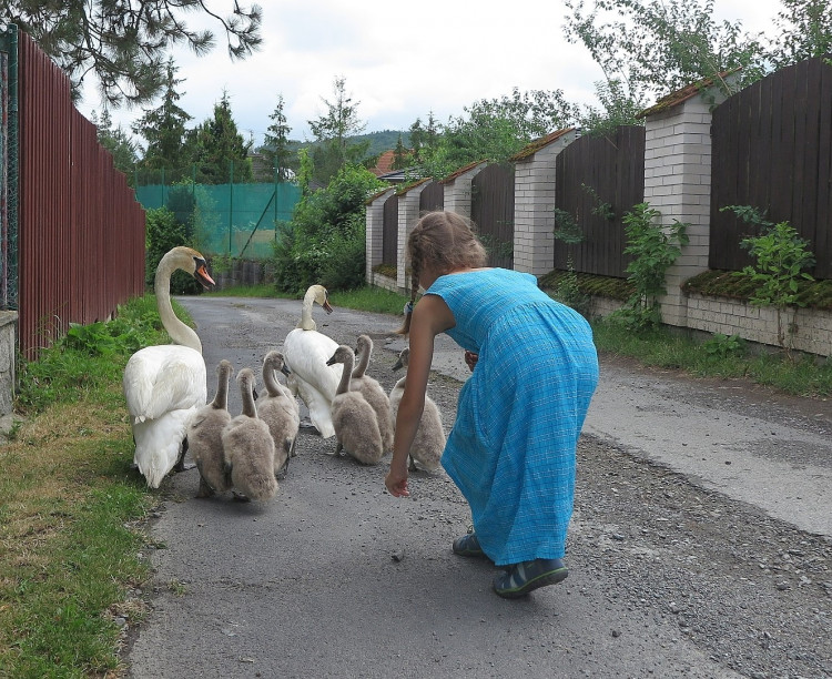 FOTOGALERIE: Labutí putování od Boleváku k Berounce