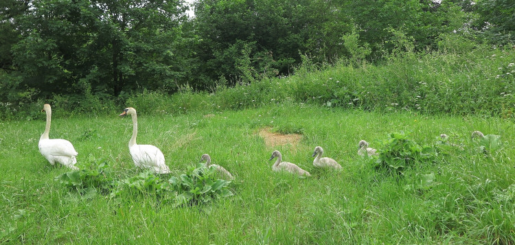 FOTOGALERIE: Labutí putování od Boleváku k Berounce