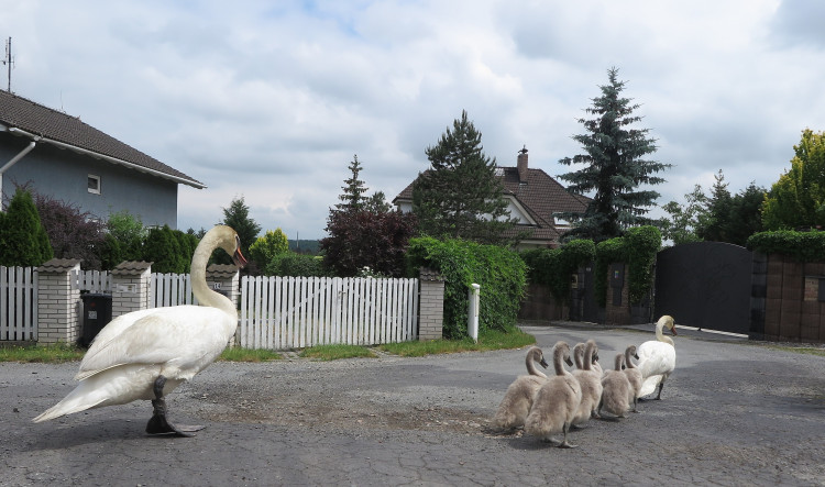 FOTOGALERIE: Labutí putování od Boleváku k Berounce