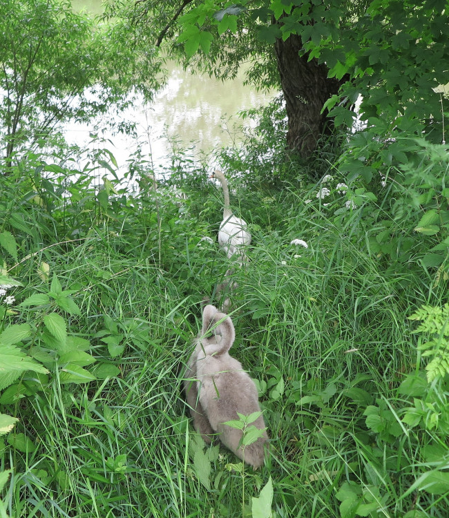 FOTOGALERIE: Labutí putování od Boleváku k Berounce